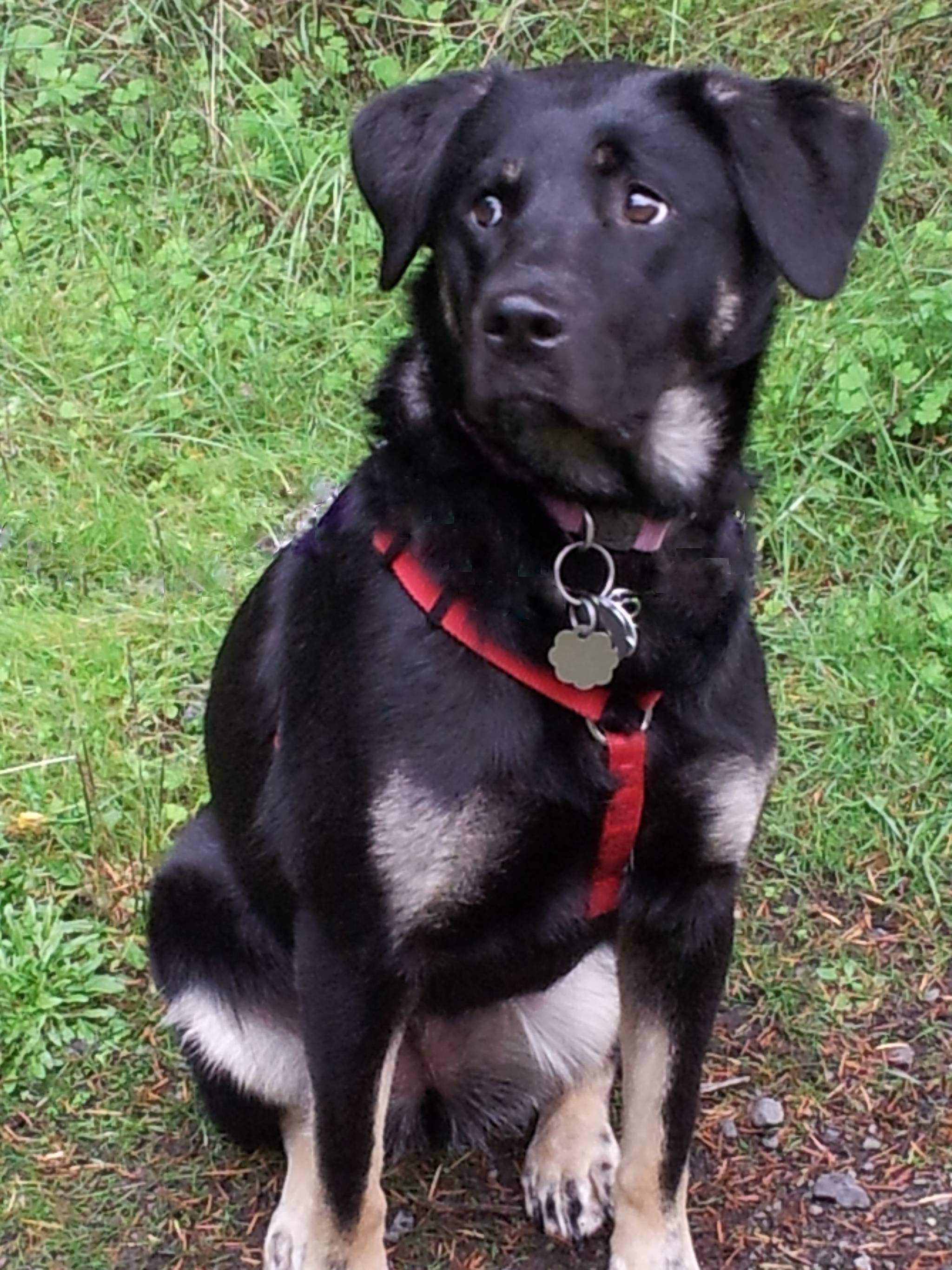 Contributed photo                                Avoid a $10 late fee by renewing your dog license by March 31.