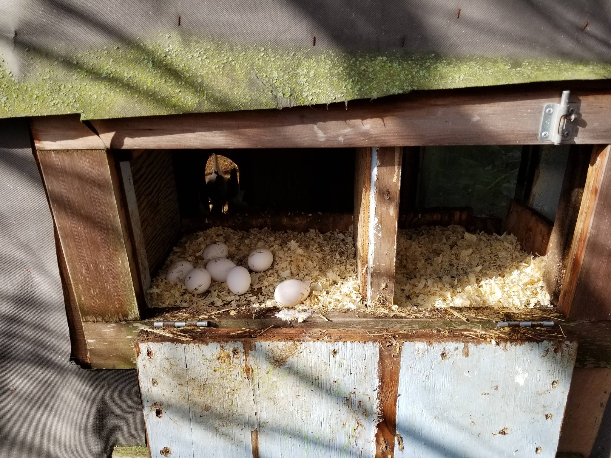 Contributed photo/Lowell Jons                                The local chickens were eggsactly right.