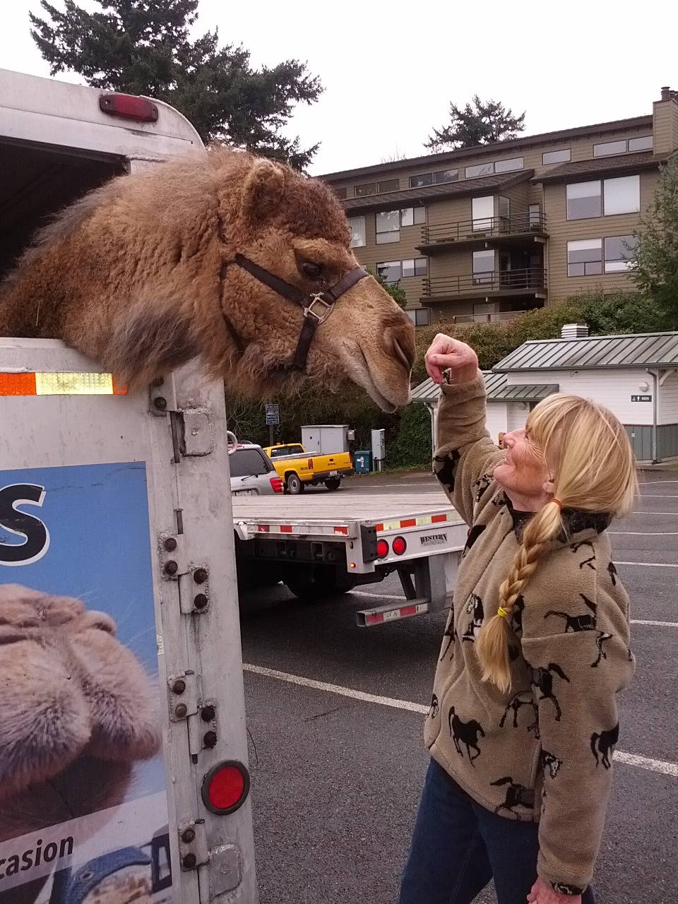Contributed photo                                Mona the camel in the ferry line to leave San Juan Island.