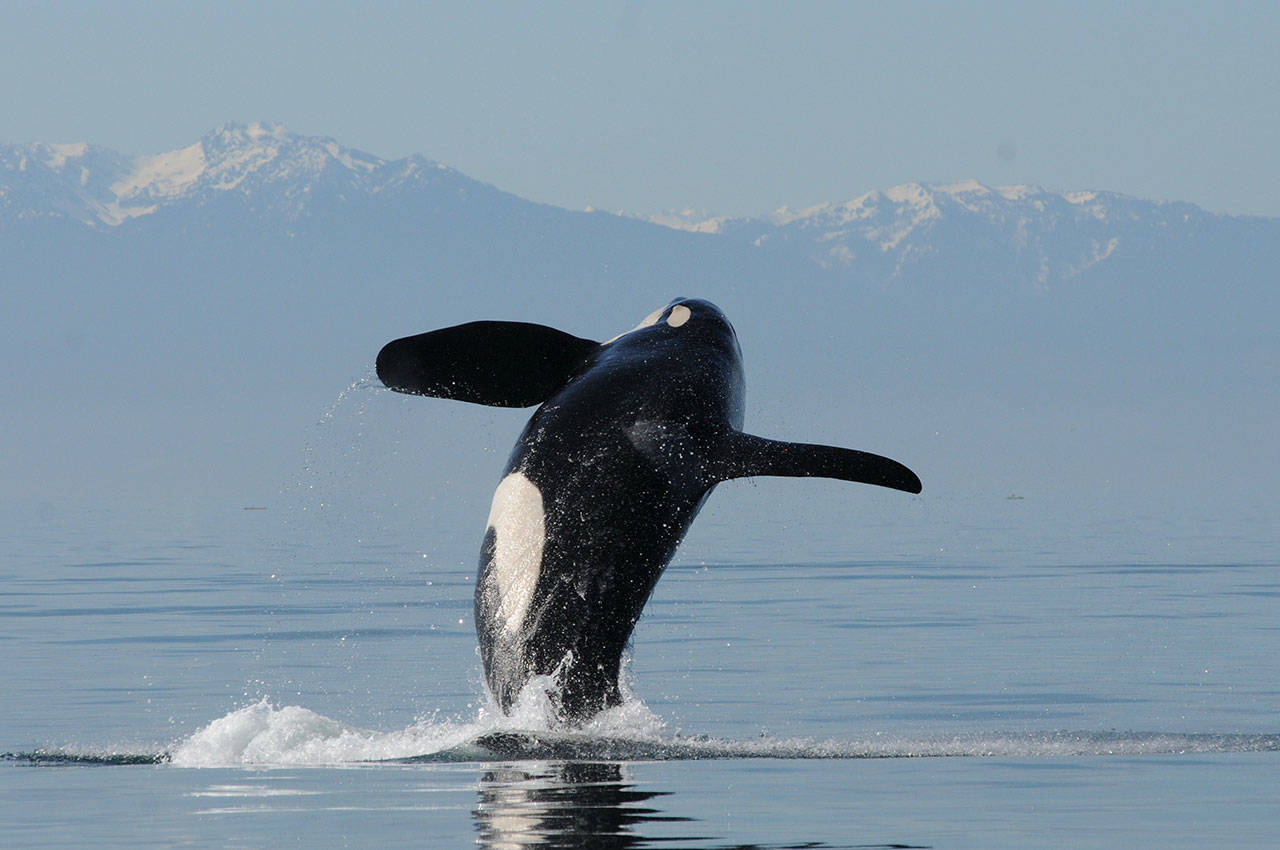 Contributed photo/Center for Whale Research                                A Southern resident killer whale leaps from the water.