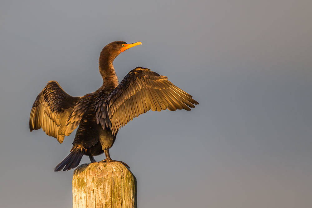 Contributed photo/Peter Cavanagh