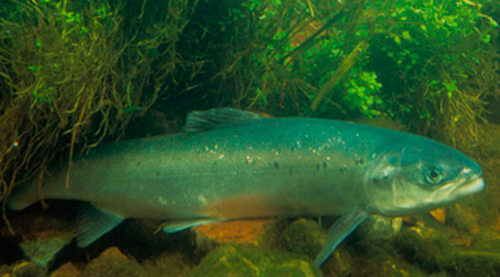 Bill to outlaw Atlantic salmon net pen farming before governor
