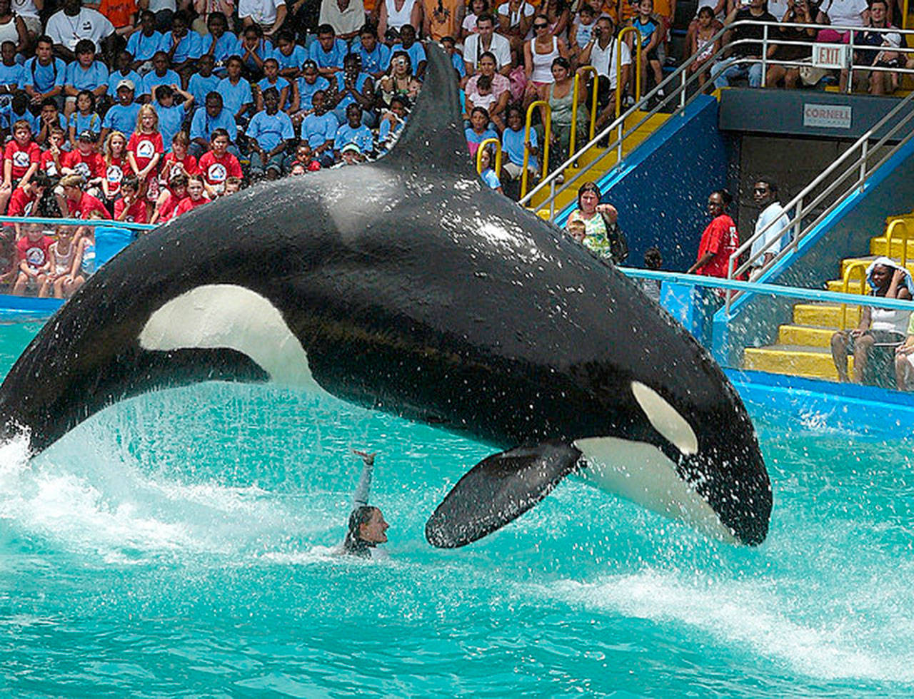 The killer whale known as Lolita at the Miami Seaquarium performs for a show. She’s lived there since 1970 after being captured in Penn Cove. Photo provided
