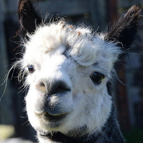 Contributed photo/www.islandhaven.org                                Rocky is one of the many animals at the sanctuary.