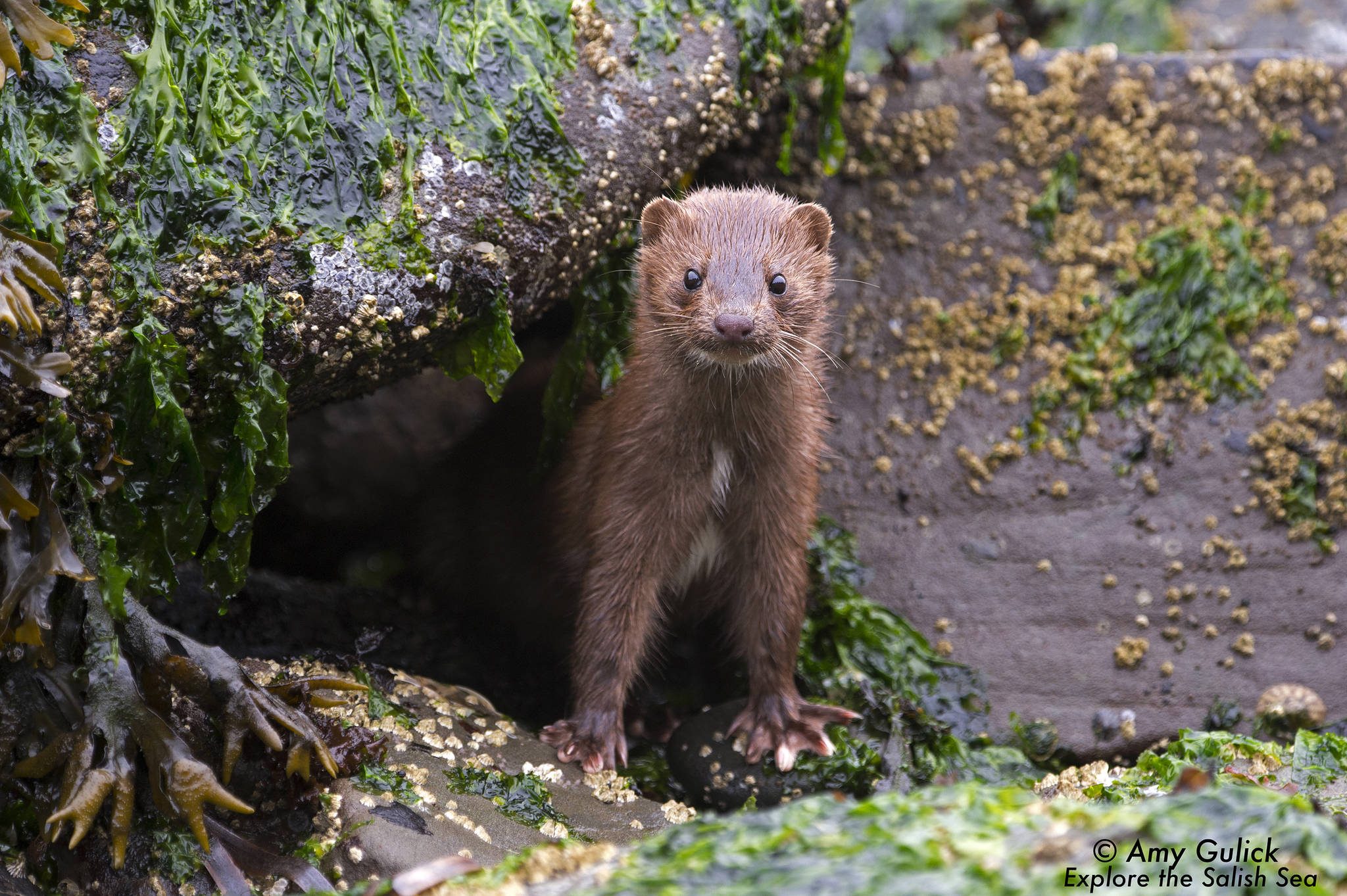 Contributed photo/Amy Gulick in “Explore the Salish Sea: A Nature Guide For Kids”                                American mink on Orcas Island.