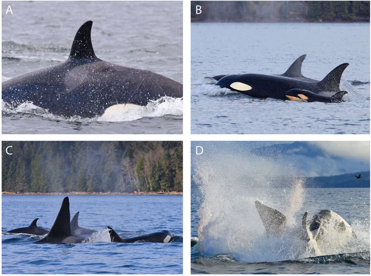 Contributed photos                                Observations leading to infanticide. (A) Fresh wounds on left flank and kinked spine anterior to dorsal fin of the approximately 3-year-old orca. (B) Calf with its mother and sister. (C) Circling orcas. (D) The calf’s mother ramming the adult male orca from below sending spray and blood into the air.