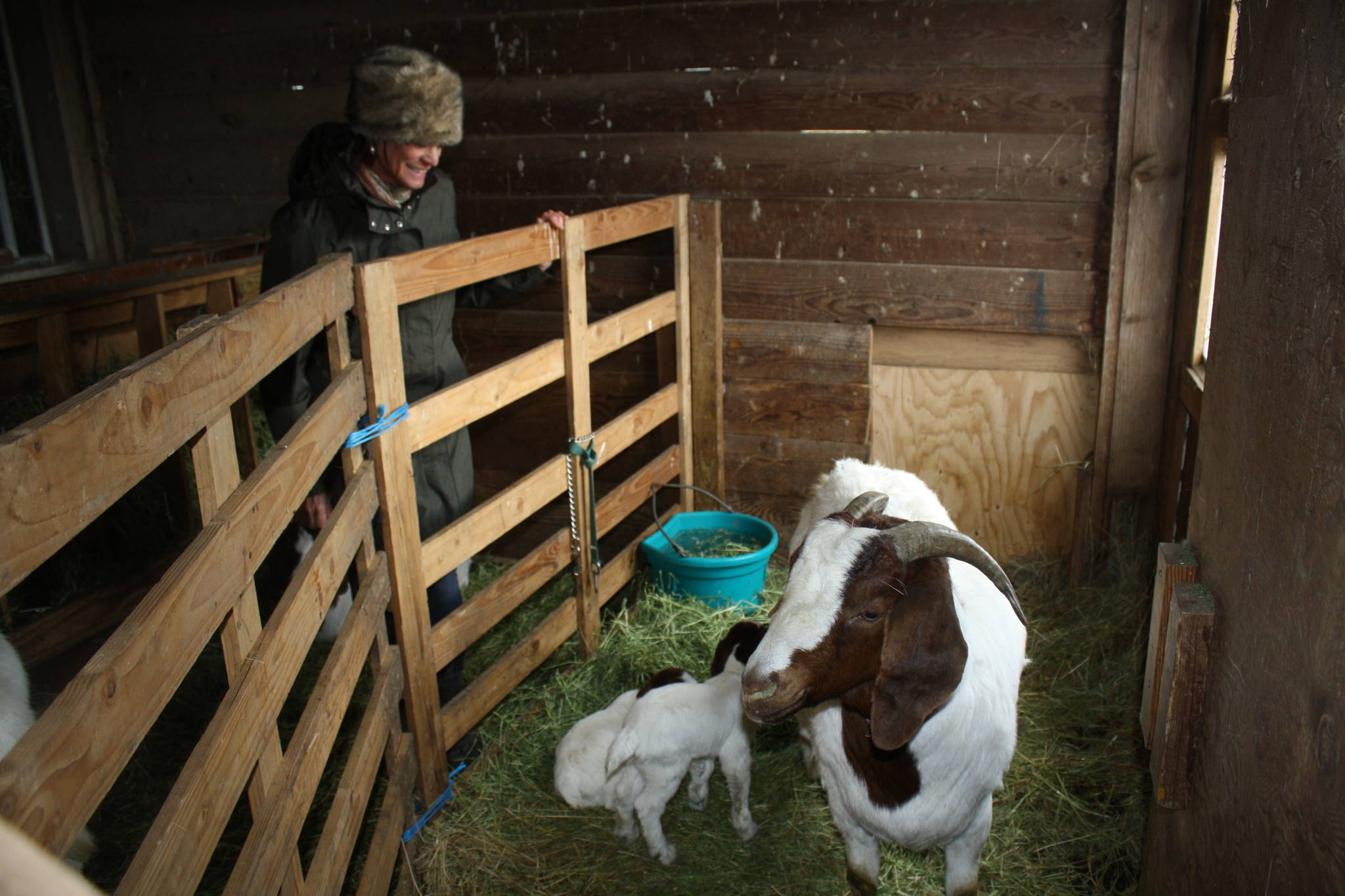 Staff photo/Hayley Day                                Lori Ann David, owner of Aurora Farms, views the farm’s newly born goats.