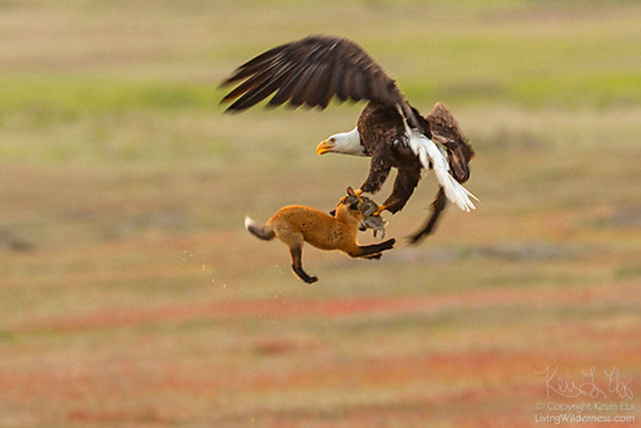 Contributed photo/Kevin Ebi of LivingWilderness.com                                A bald eagle and a fox fight for a meal.