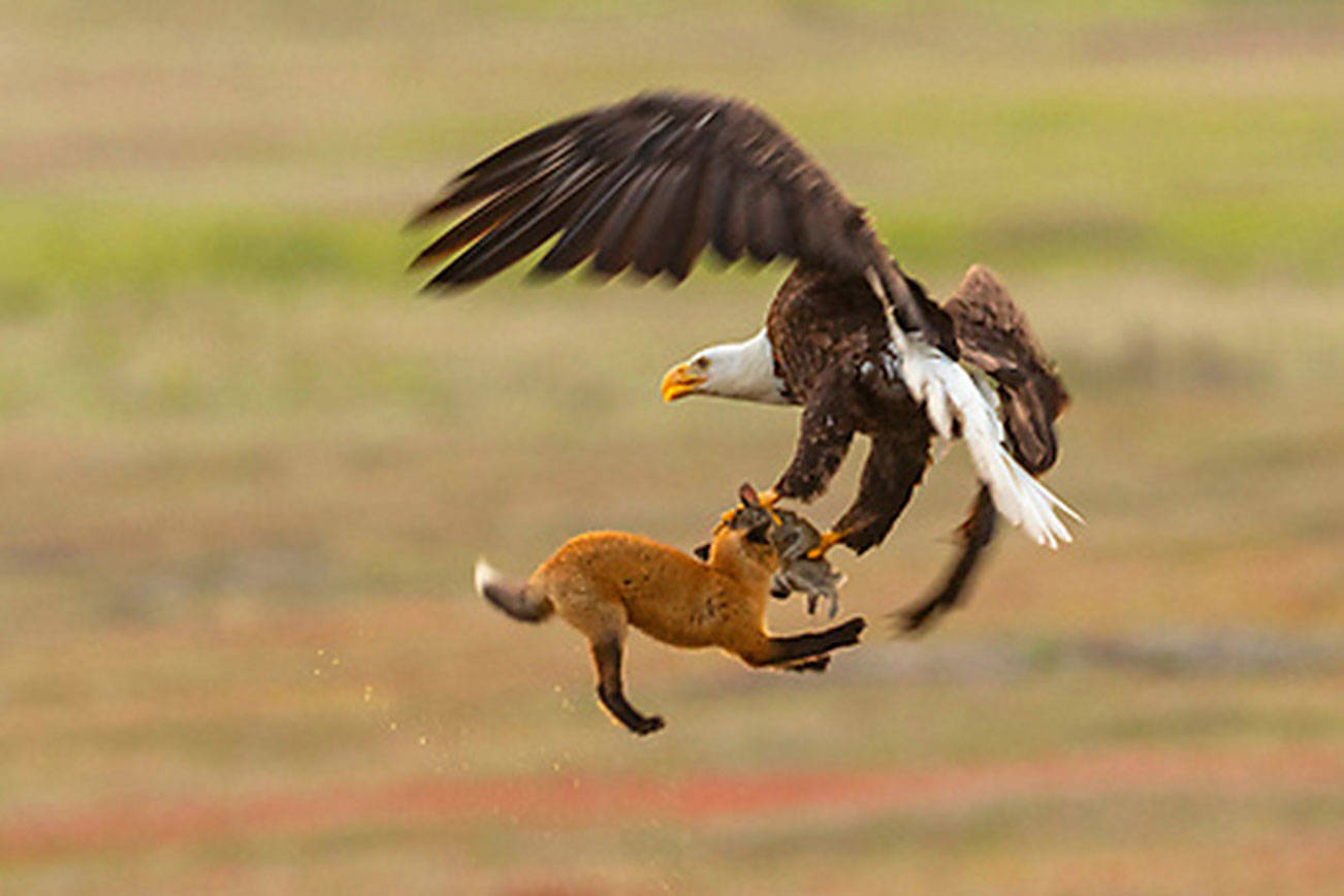 Contributed photo/Kevin Ebi of LivingWilderness.com                                A bald eagle and a fox fight for a meal.