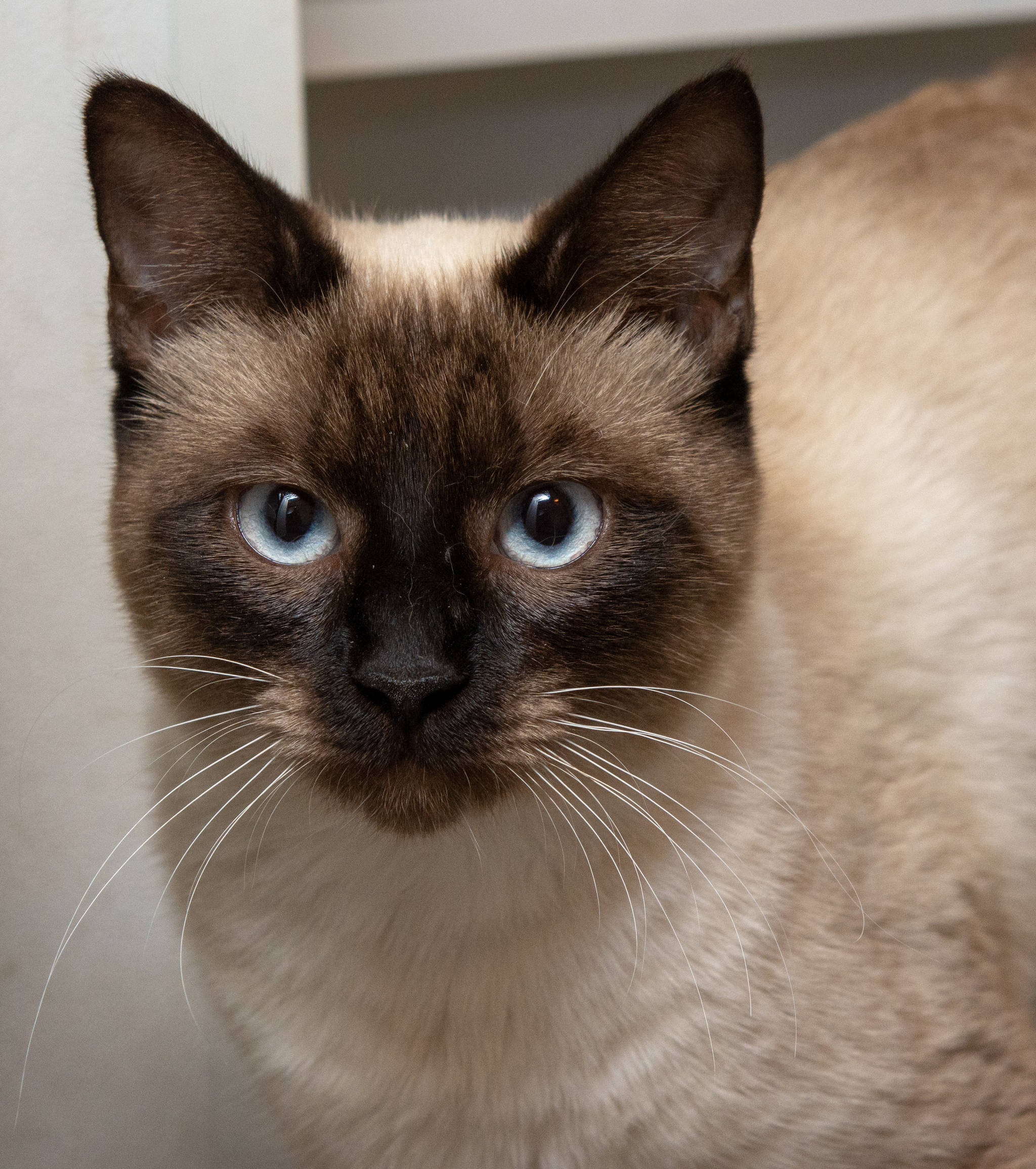 Animal Protection Society Pet of the Week