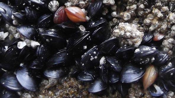 Bay mussels in Puget Sound show traces of oxycodone
