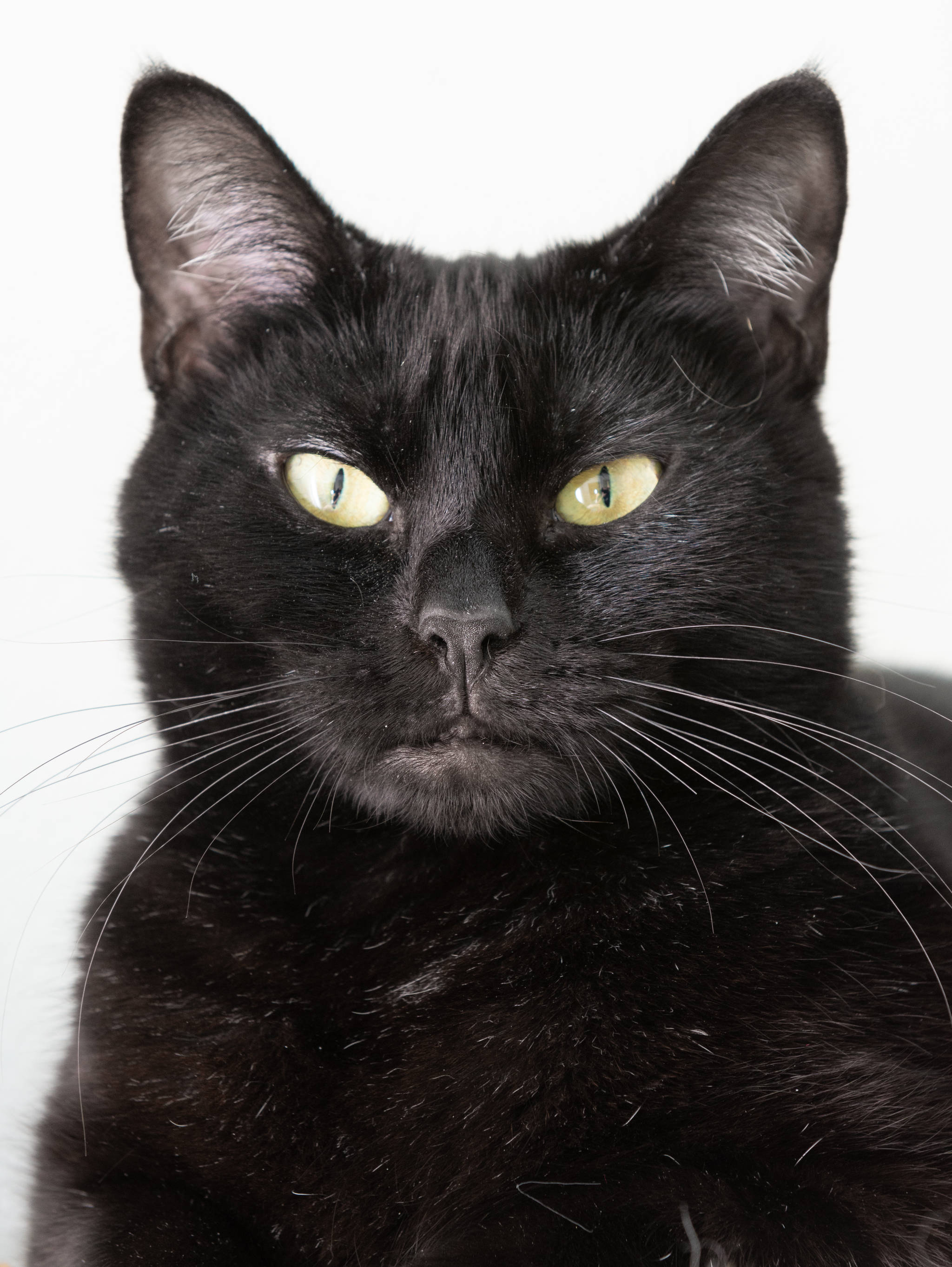 Animal Protection Society presents Pet of the Week