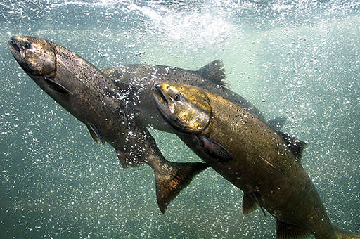Contributed photo/ FWS                                Chinook salmon