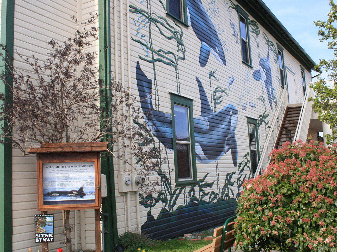 The Whale Museum turns 39 | Photos