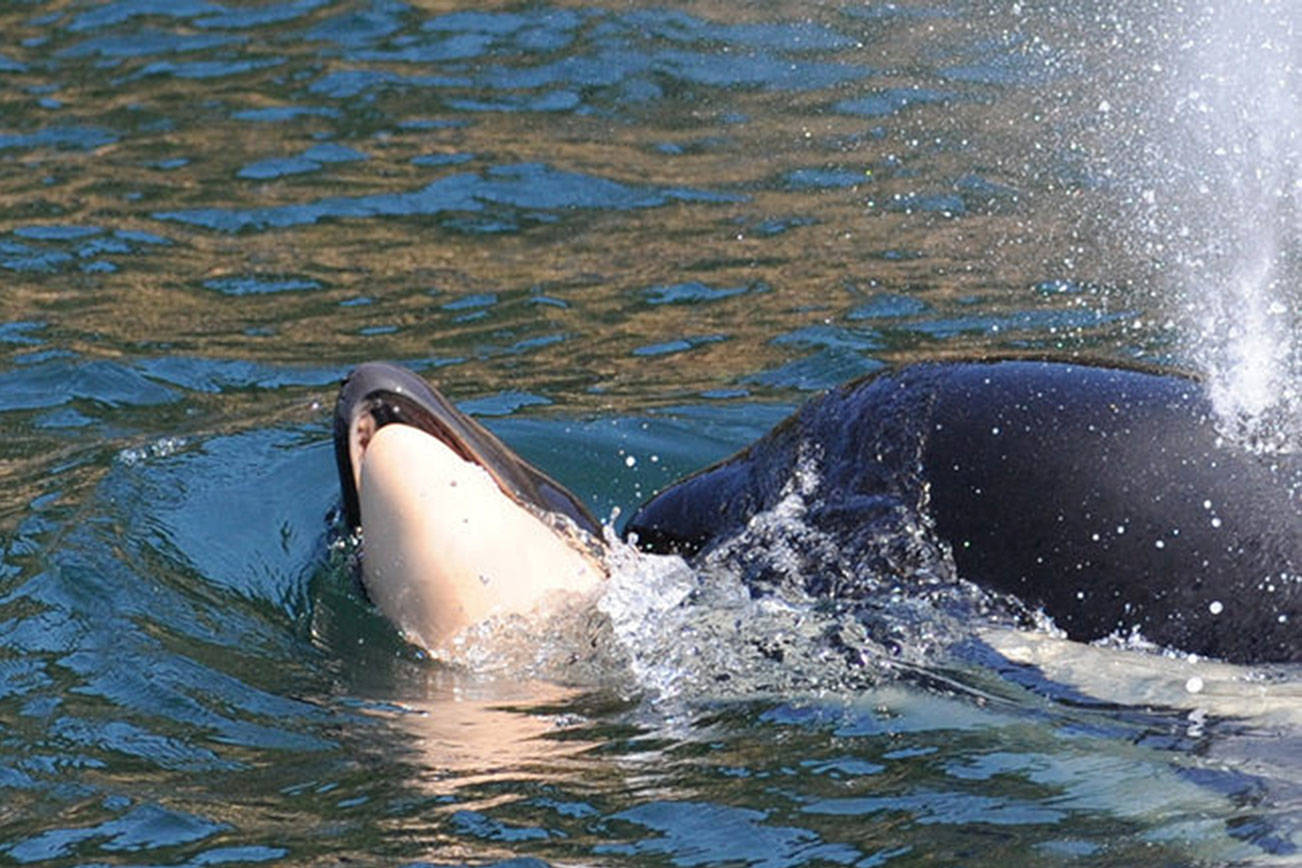 Another baby orca born to J pod — the second this month