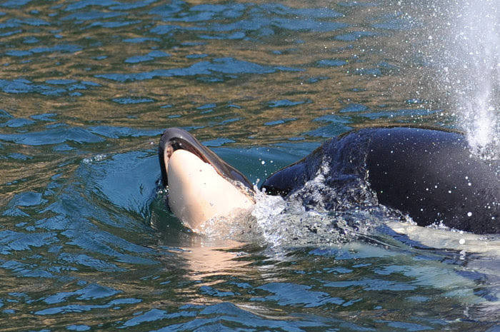 Orca mother continues to carry deceased baby on 11th day
