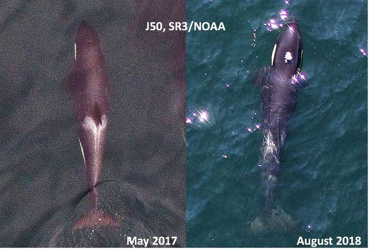 Contributed photo/Sealife Response, sealifer3.org .                                Aerial images of Southern Resident killer whale juvenile J50, taken in 2017 (left) and August 1st 2018 (right) for comparison. Note in the recent image she has lost body condition revealing a very thin profile, and noticeable loss of fat behind the head creating a “peanut head” appearance. Images obtained with an unmanned drone, piloted non-invasively 100ft above the whales under NMFS research permit #19091. SR3