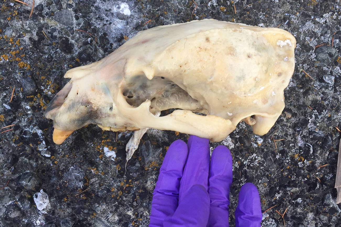 Bear remains found on Matia Island | Update