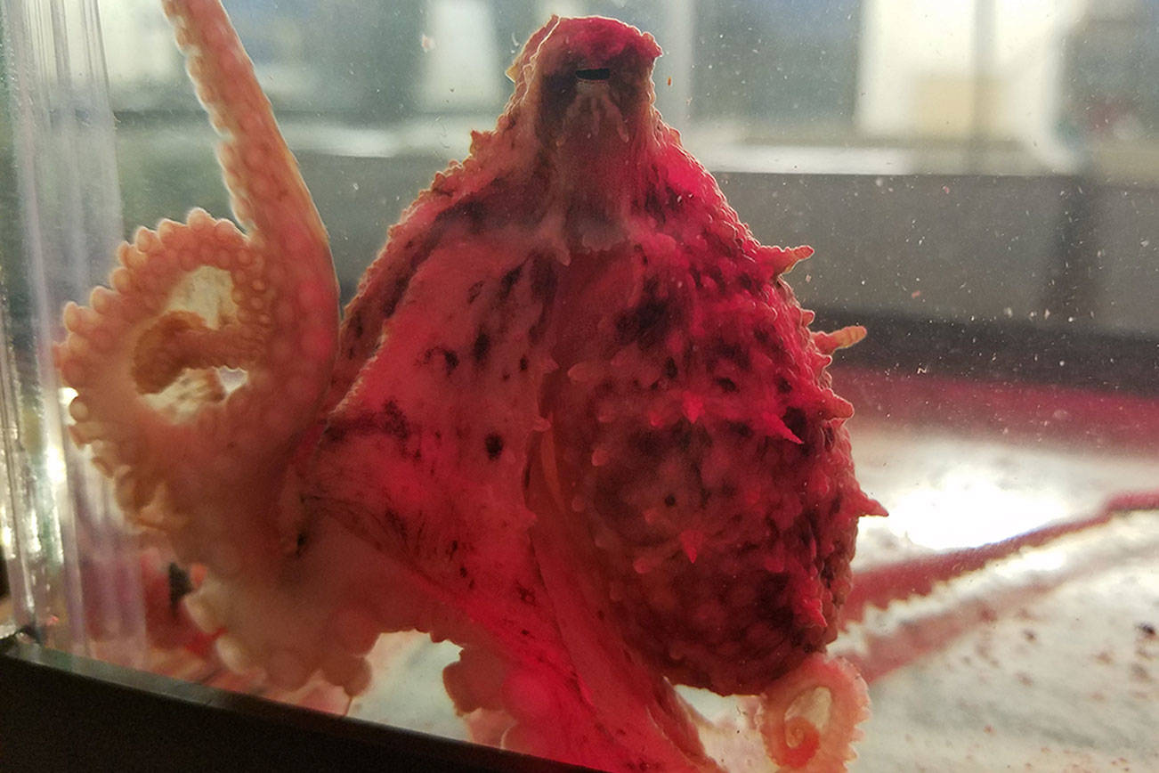 In the arms of an octopus