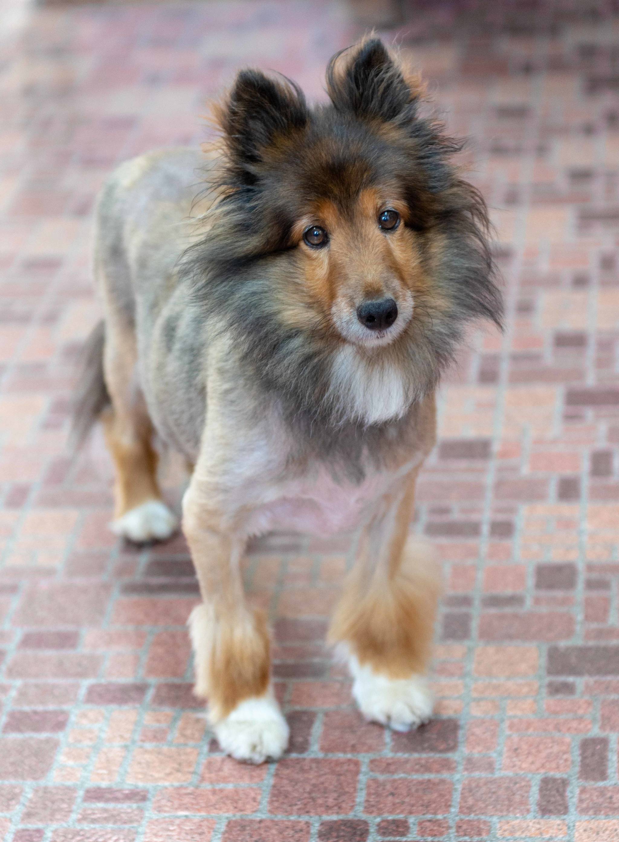 Animal Protection Society Presents: Pet of the Week