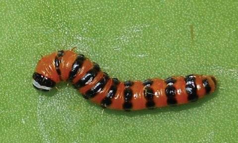 Contributed photo. Cactoblastis caterpillar.
