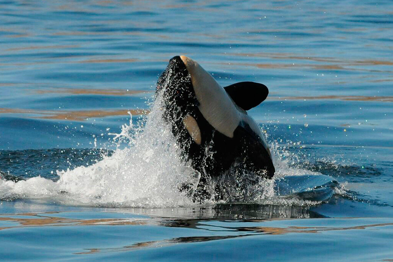 Sick, young orca, J50, is presumed dead; NOAA stops ‘active’ search | Update