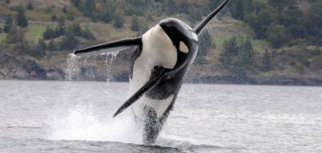 Are contaminants killing local orcas? | Guest column