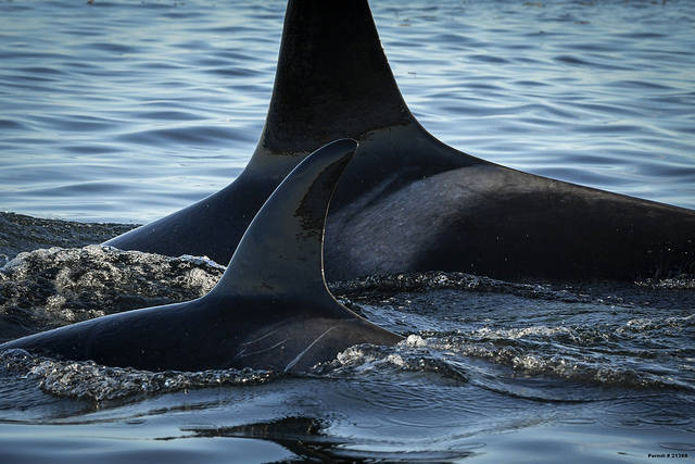 Public calls for NOAA to take action to save Southern resident orcas