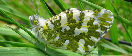 Contributed photo/www.fws.gov                                The island marble butterfly.