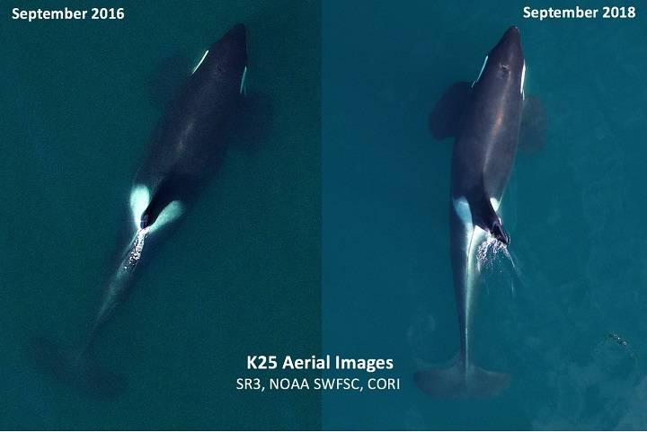 Contributed photos/Image in 2016 by NOAA/SWFSC and Vancouver Aquarium’s Coastal Ocean Research Institute and in 2018 by NOAA/SWFSC and SR3, obtained using an unmanned drone piloted noninvasively 100ft above the whales under NMFS research permit 19091.                                Aerial images of K25, taken in September 2016 (left) and September 2018 (right). The recent image shows him in poorer condition with a noticeably thinner body profile.