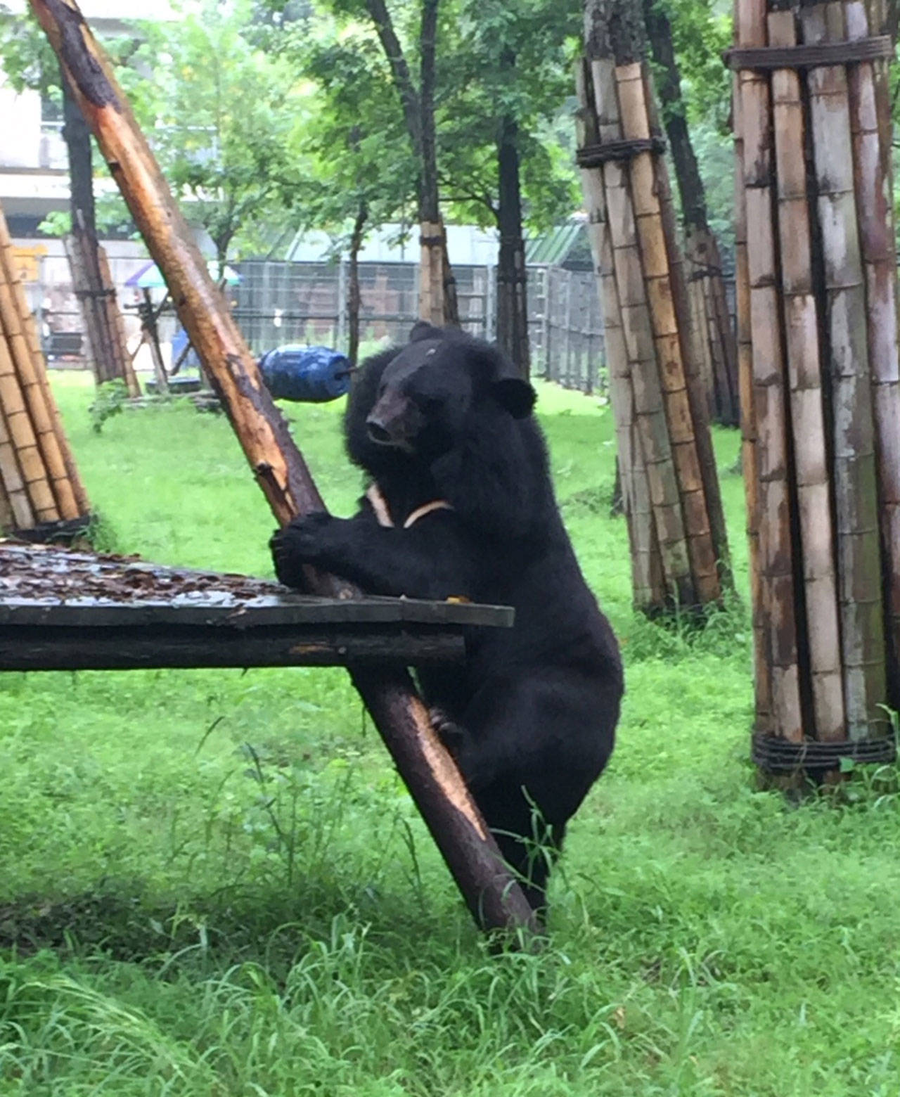 Contributed photo/Jan Murphy                                A blind moon bear at the sanctuary in Chengdu, China.