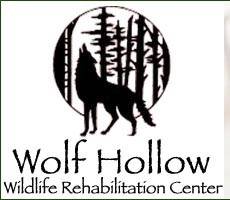 Wolf Hollow welcomes new executive director
