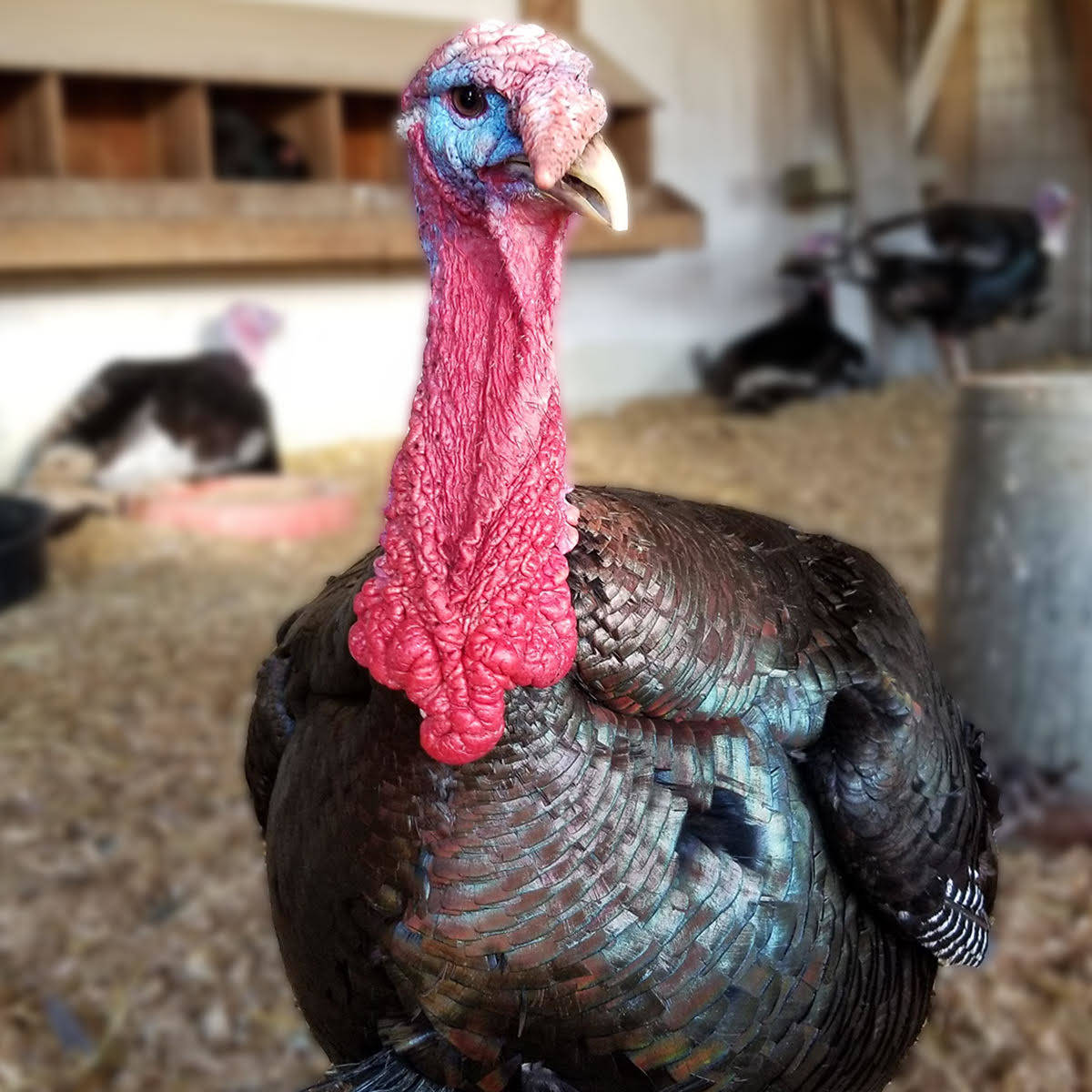 Contributed photo                                Feed a turkey this Thanksgiving, don’t eat one, at Island Haven Animal Sanctuary.