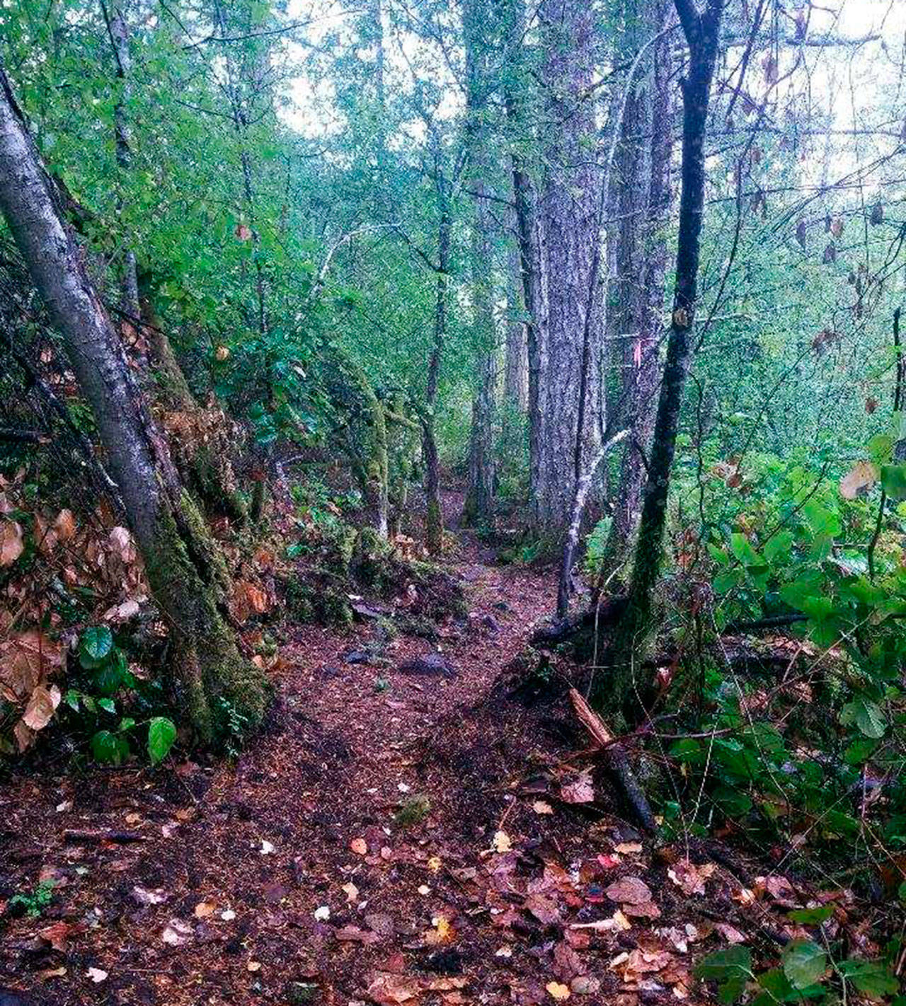 Contributed photo/Rosa Blair                                The biological reserve includes 33 acres on San Juan.