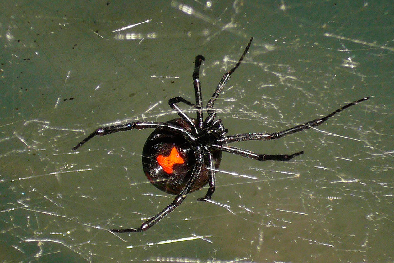 Contributed photo                                A black widow spider.