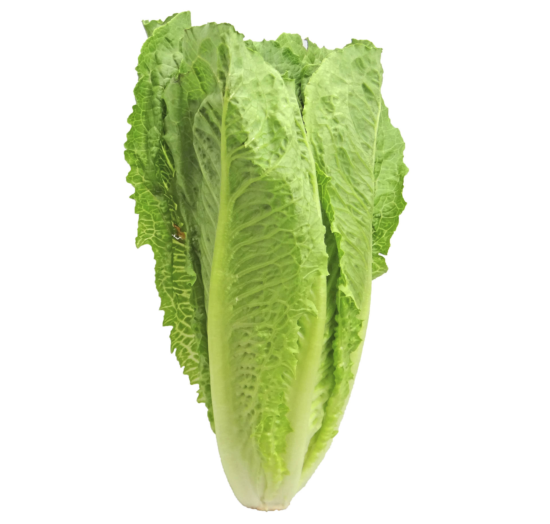 Contributed photo                                Romaine lettuce.