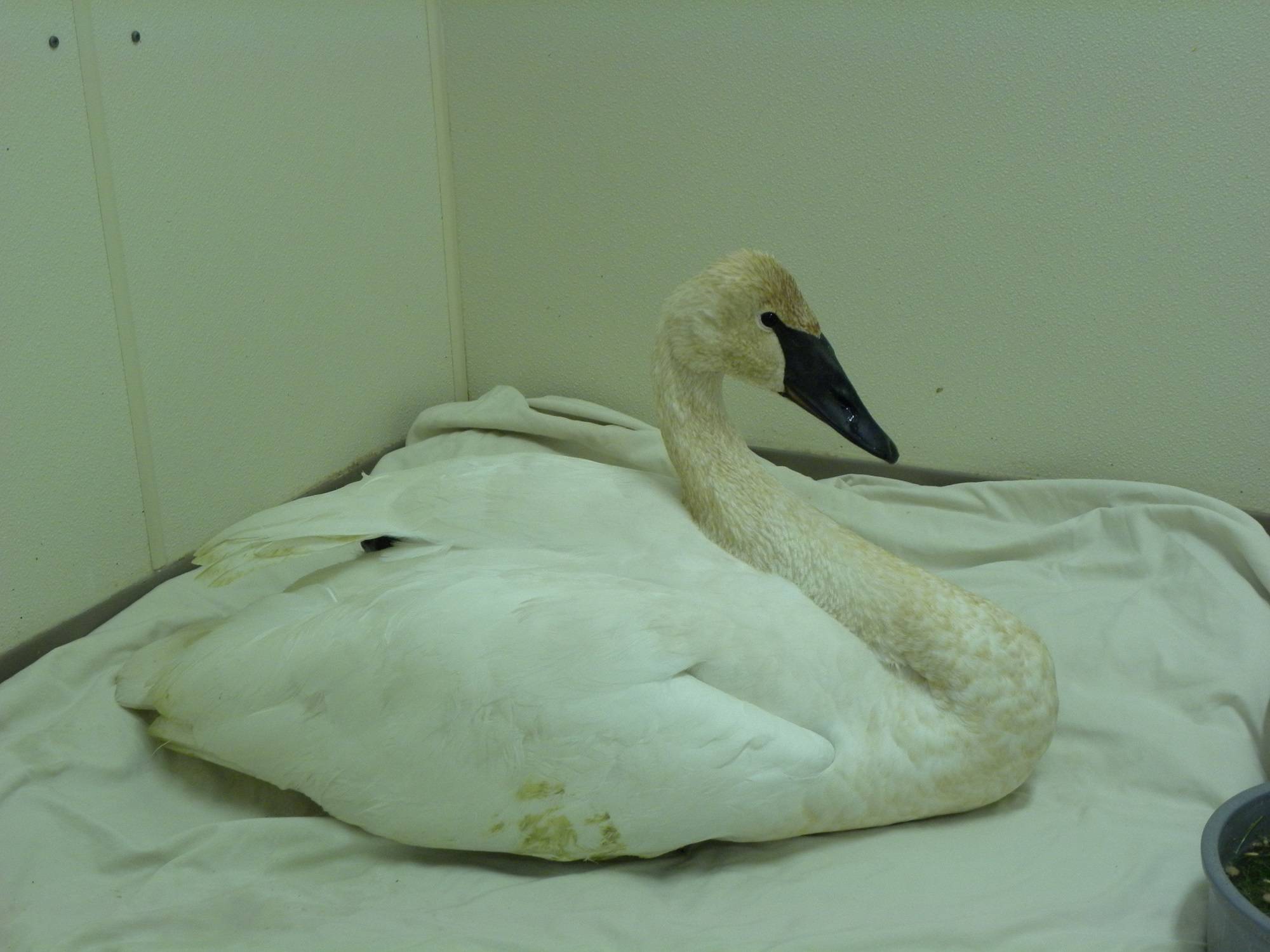 Contributed photo/Wolf Hollow                                The sick trumpeter swan.