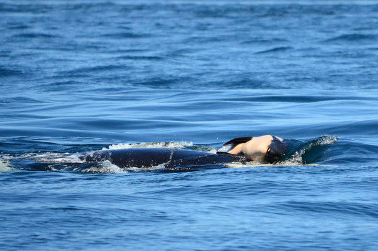 Contributed photo/Michael Weiss, Center for Whale Research                                J35 pushes her dead orca calf.