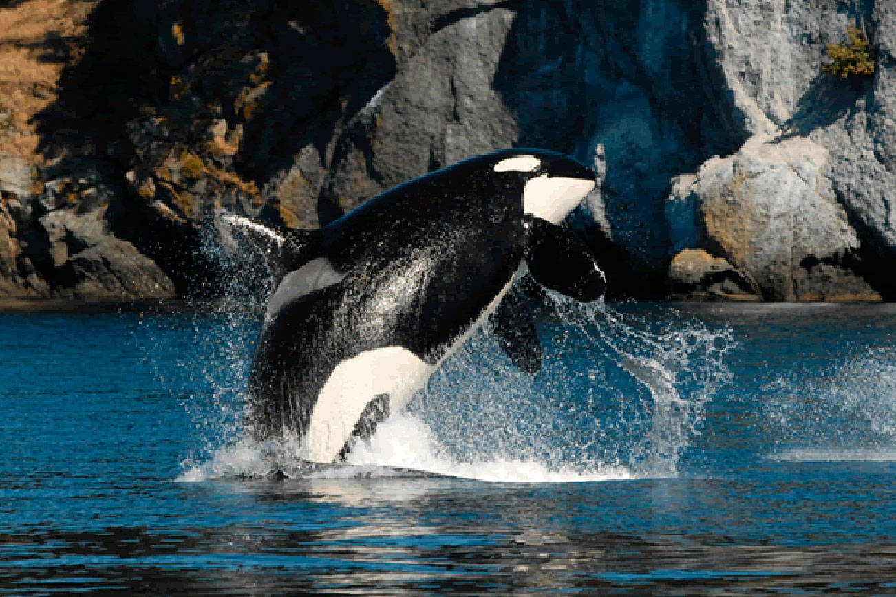 Orca task force is briefed on Washington state budget