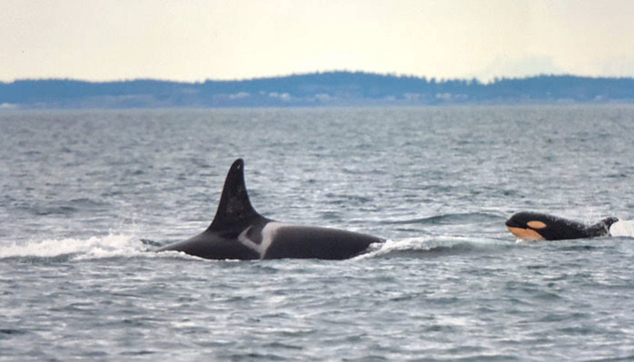 Contributed photo/Dave Ellifrit, Center for Whale Research senior photo-identification analyst                                L124, the youngest living Southern resident orca follows L25, the oldest living member of the species.