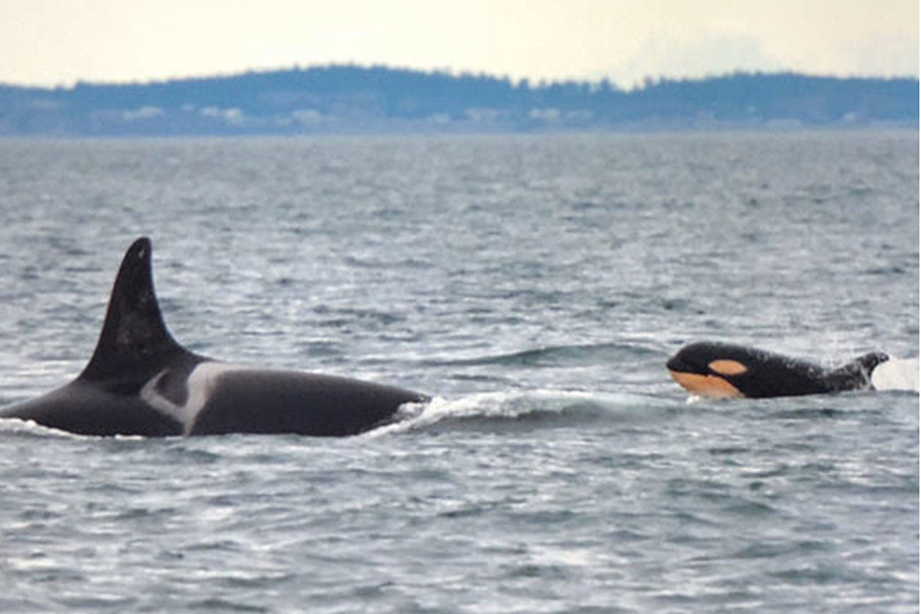 Baby born to endangered Southern resident orca