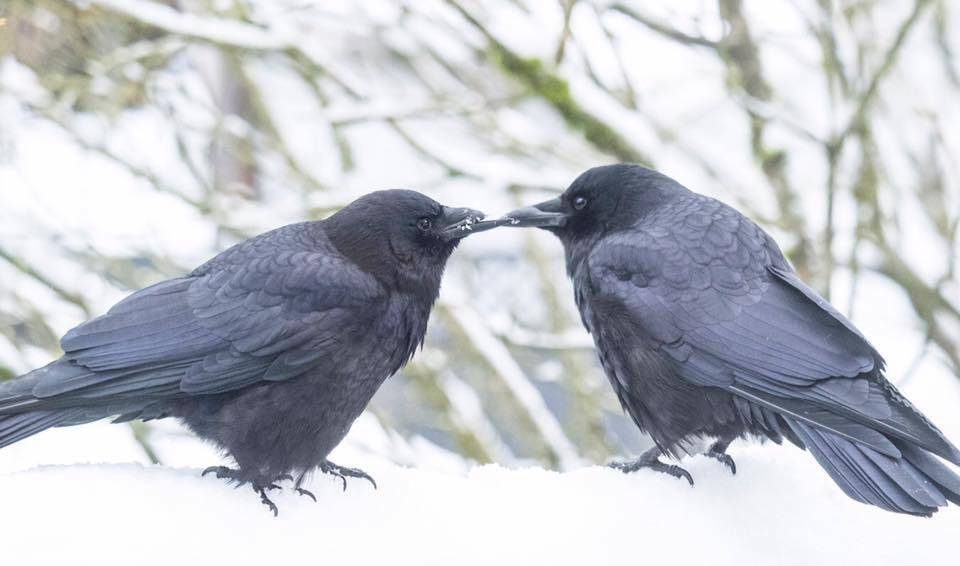 Contributed photo / June Hunter of Vancouver, Canada                                George and Mabel: a crow love story.