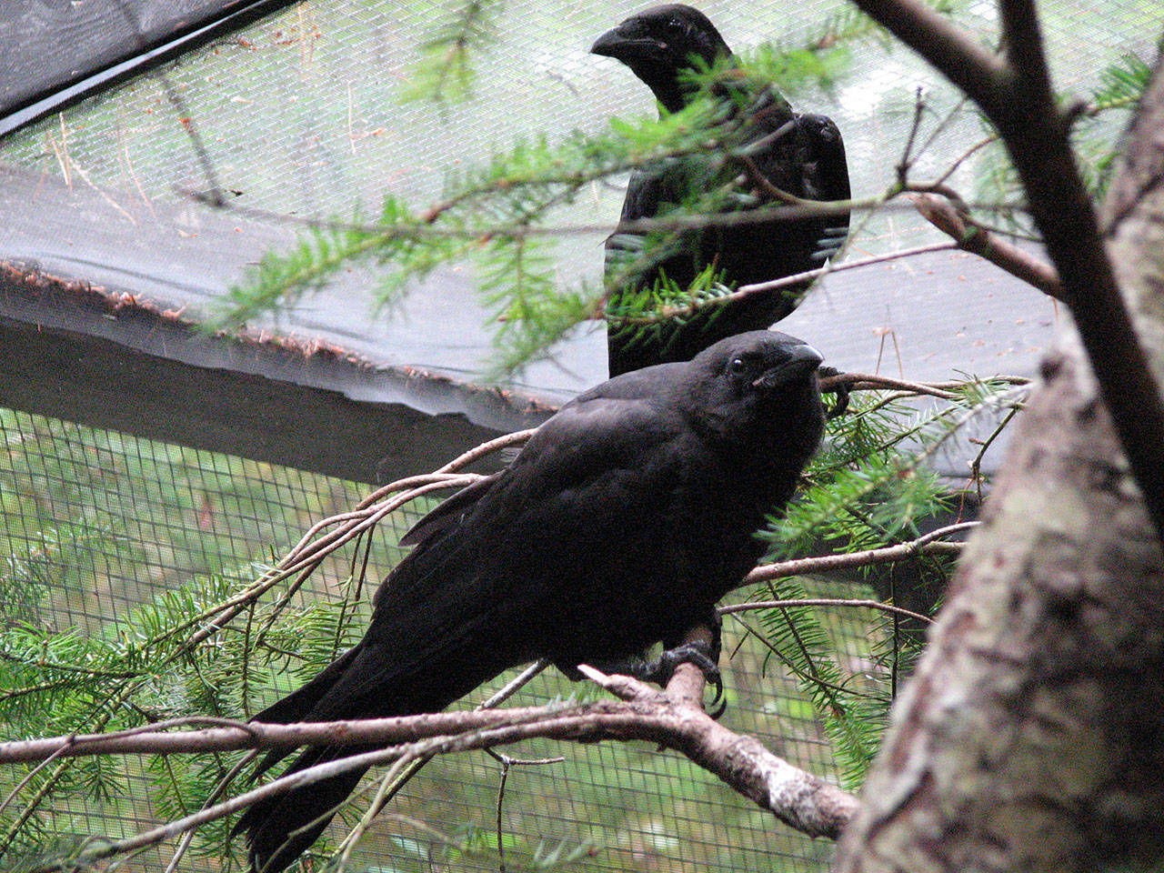Contributed photo/Wolf Hollow                                Crows in care at Wolf Hollow Rehabilitation Center.