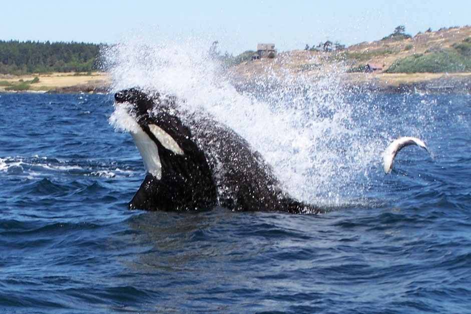 Photo courtesy of Spirit of Orcas Whale Watching and Wildlife Tours