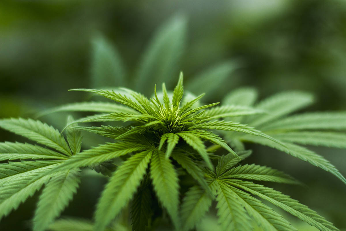 County temporarily halts marijuana farm permits