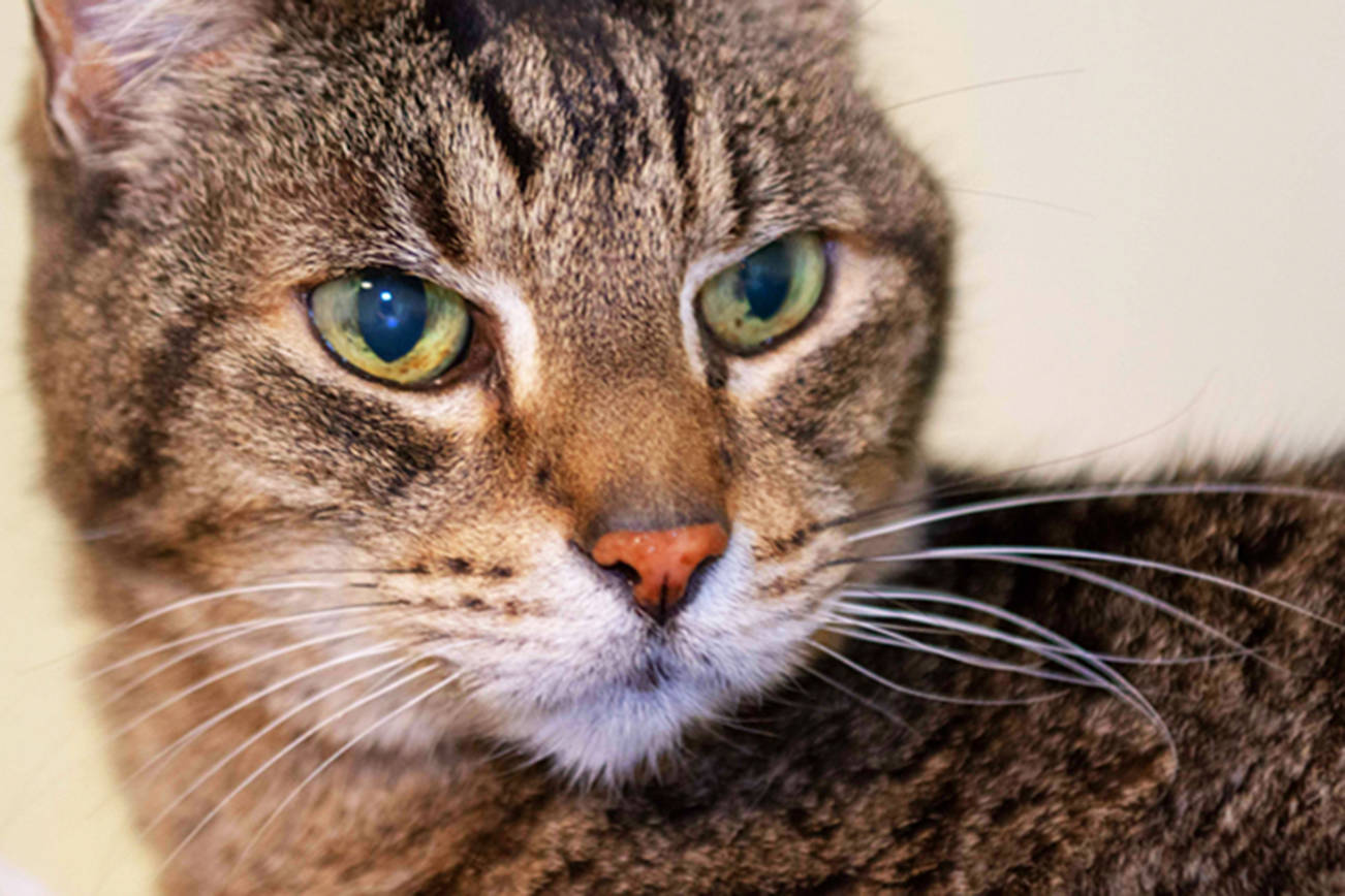 Pet of the week: Arlo