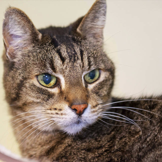 Pet of the week: Arlo