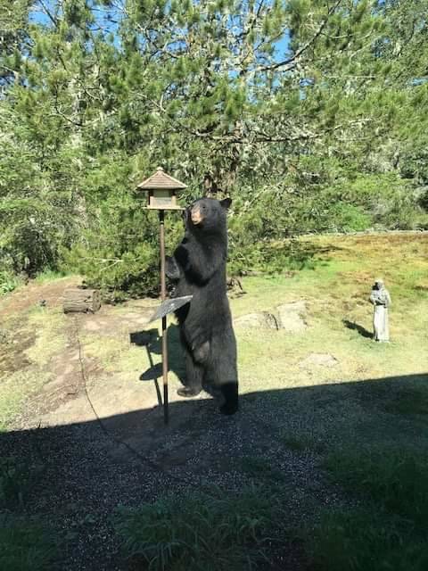 Janice Williams took a photo of the bear visiting her bird feeder on May 10, 2019. (Janice Williams/Contributed photo)