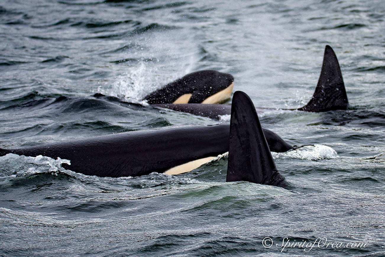 Campaign launched for San Juan County Orca Protection Initiative
