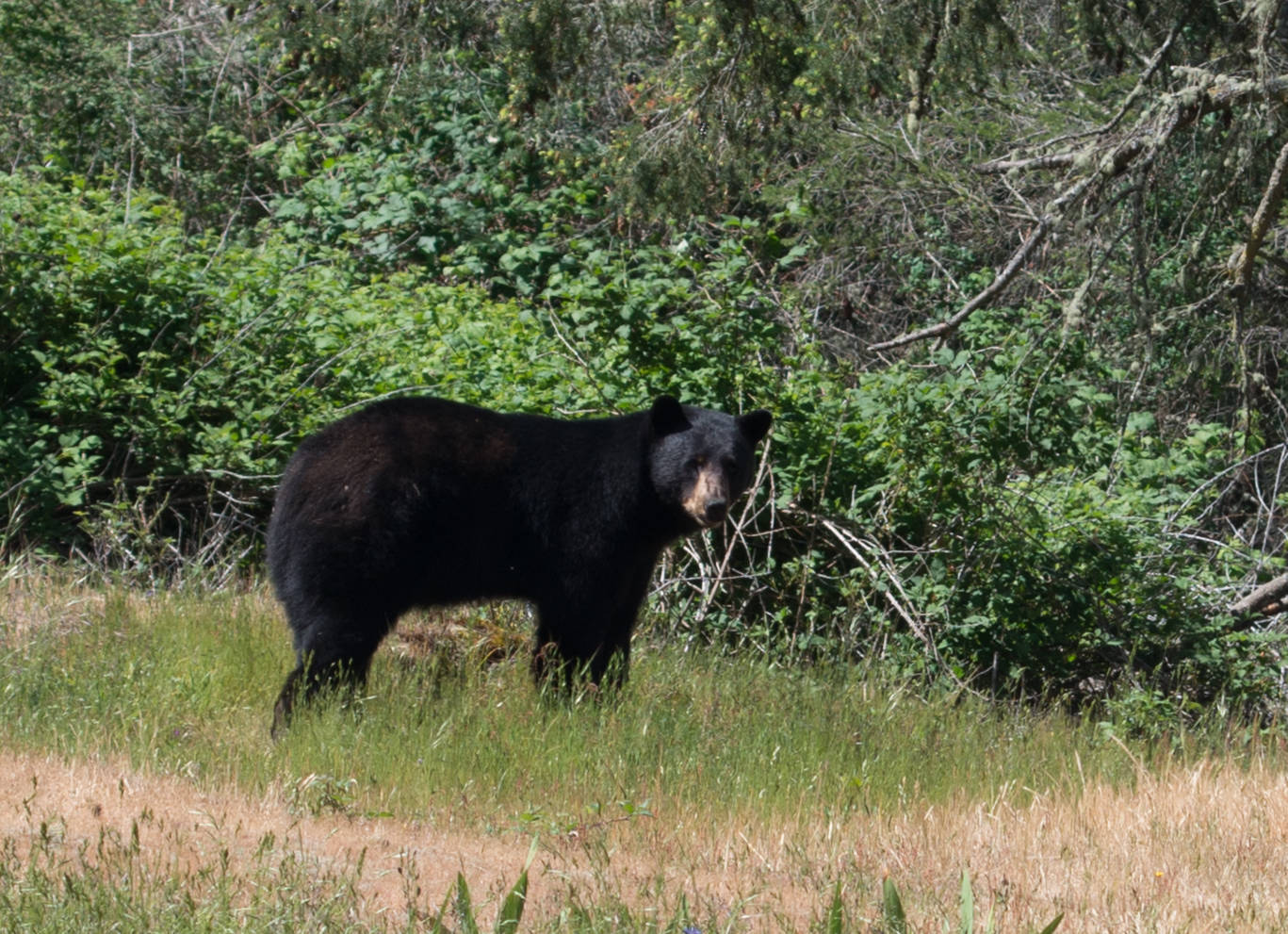 Richard Bell photographed the bear in his backyard on May 18 in Hillview Terrace near Friday Harbor. (Richard Bell/contributed photo)